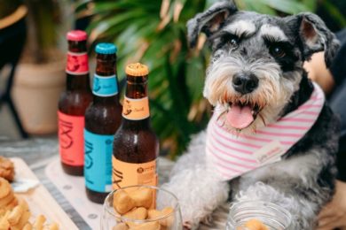 Summer Treats for You and Your Four Legged Friends