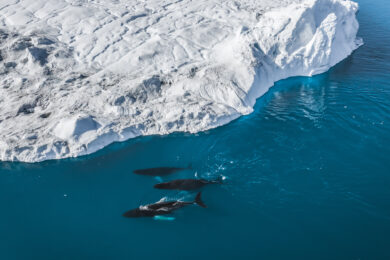 Conquer Extreme Frontiers of Tourism with Intriq Journey’s Polar Expeditions