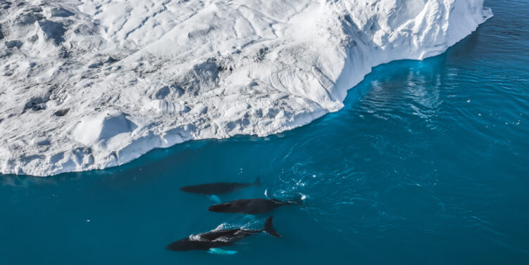 Conquer Extreme Frontiers of Tourism with Intriq Journey’s Polar Expeditions