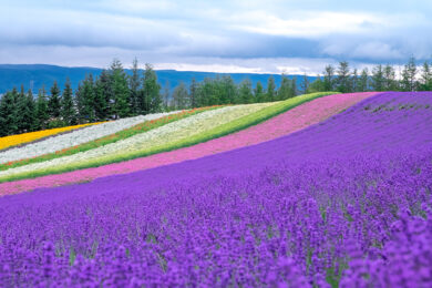 Embrace The Summer Harvest Season At Hokkaido’s Stylish NOZO Hotel