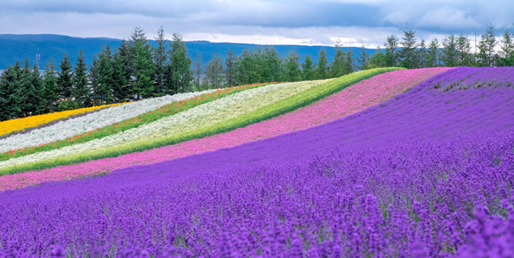 投入北海道盛夏豐收節 NOZO HOTEL 呈獻夢幻薰衣草與葡萄酒探索體驗